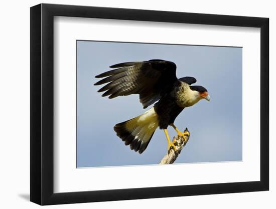 USA, Texas, Mission, Northern Caracara Perched Taking Off from Snag-Bernard Friel-Framed Photographic Print