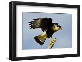 USA, Texas, Mission, Northern Caracara Perched Taking Off from Snag-Bernard Friel-Framed Photographic Print