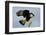 USA, Texas, Mission, Northern Caracara Perched Taking Off from Snag-Bernard Friel-Framed Photographic Print