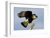 USA, Texas, Mission, Northern Caracara Perched Taking Off from Snag-Bernard Friel-Framed Photographic Print