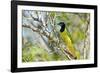 USA, Texas, Rachal, Tacubaya, Green Jay Perched on Tree Limb-Bernard Friel-Framed Photographic Print