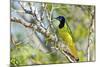 USA, Texas, Rachal, Tacubaya, Green Jay Perched on Tree Limb-Bernard Friel-Mounted Photographic Print