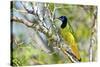 USA, Texas, Rachal, Tacubaya, Green Jay Perched on Tree Limb-Bernard Friel-Stretched Canvas