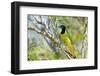 USA, Texas, Rachal, Tacubaya, Green Jay Perched on Tree Limb-Bernard Friel-Framed Photographic Print