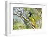 USA, Texas, Rachal, Tacubaya, Green Jay Perched on Tree Limb-Bernard Friel-Framed Photographic Print