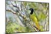 USA, Texas, Rachal, Tacubaya, Green Jay Perched on Tree Limb-Bernard Friel-Mounted Photographic Print