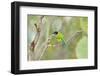 USA, Texas, Rachal, Tacubaya, Green Jay Perched on Tree Limb-Bernard Friel-Framed Photographic Print