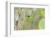 USA, Texas, Rachal, Tacubaya, Green Jay Perched on Tree Limb-Bernard Friel-Framed Photographic Print