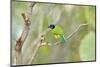 USA, Texas, Rachal, Tacubaya, Green Jay Perched on Tree Limb-Bernard Friel-Mounted Photographic Print