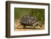 USA, Texas, Rio Grande Valley. Texas tortoise walking.-Jaynes Gallery-Framed Photographic Print