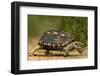 USA, Texas, Rio Grande Valley. Texas tortoise walking.-Jaynes Gallery-Framed Photographic Print