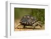 USA, Texas, Rio Grande Valley. Texas tortoise walking.-Jaynes Gallery-Framed Photographic Print