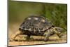 USA, Texas, Rio Grande Valley. Texas tortoise walking.-Jaynes Gallery-Mounted Photographic Print