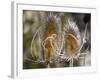 USA, Utah. A pair of dried thistle heads.-Julie Eggers-Framed Photographic Print