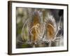 USA, Utah. A pair of dried thistle heads.-Julie Eggers-Framed Photographic Print