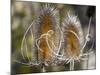 USA, Utah. A pair of dried thistle heads.-Julie Eggers-Mounted Photographic Print