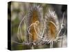 USA, Utah. A pair of dried thistle heads.-Julie Eggers-Stretched Canvas