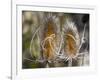 USA, Utah. A pair of dried thistle heads.-Julie Eggers-Framed Photographic Print