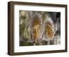 USA, Utah. A pair of dried thistle heads.-Julie Eggers-Framed Photographic Print