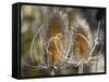 USA, Utah. A pair of dried thistle heads.-Julie Eggers-Framed Stretched Canvas