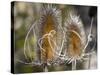 USA, Utah. A pair of dried thistle heads.-Julie Eggers-Stretched Canvas