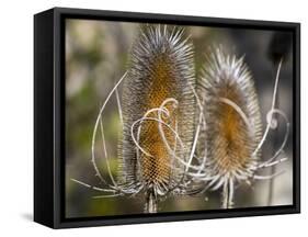 USA, Utah. A pair of dried thistle heads.-Julie Eggers-Framed Stretched Canvas