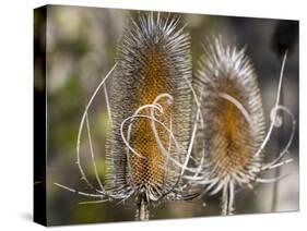 USA, Utah. A pair of dried thistle heads.-Julie Eggers-Stretched Canvas