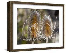 USA, Utah. A pair of dried thistle heads.-Julie Eggers-Framed Photographic Print