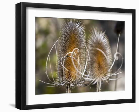 USA, Utah. A pair of dried thistle heads.-Julie Eggers-Framed Photographic Print