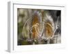 USA, Utah. A pair of dried thistle heads.-Julie Eggers-Framed Photographic Print