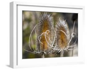 USA, Utah. A pair of dried thistle heads.-Julie Eggers-Framed Photographic Print