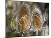 USA, Utah. A pair of dried thistle heads.-Julie Eggers-Mounted Photographic Print