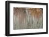 USA, Utah. Aspen and willow reflections on Warner Lake, Manti-La Sal National Forest.-Judith Zimmerman-Framed Photographic Print