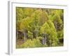 USA, Utah. Aspen forest along the Logan Canyon.-Julie Eggers-Framed Photographic Print