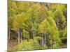 USA, Utah. Aspen forest along the Logan Canyon.-Julie Eggers-Mounted Photographic Print