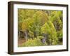 USA, Utah. Aspen forest along the Logan Canyon.-Julie Eggers-Framed Photographic Print