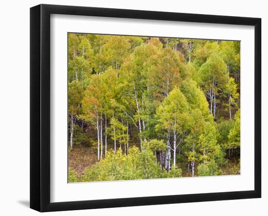 USA, Utah. Aspen forest along the Logan Canyon.-Julie Eggers-Framed Photographic Print