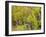 USA, Utah. Aspen forest along the Logan Canyon.-Julie Eggers-Framed Photographic Print