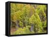 USA, Utah. Aspen forest along the Logan Canyon.-Julie Eggers-Framed Stretched Canvas