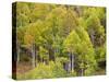 USA, Utah. Aspen forest along the Logan Canyon.-Julie Eggers-Stretched Canvas