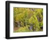 USA, Utah. Aspen forest along the Logan Canyon.-Julie Eggers-Framed Photographic Print