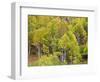 USA, Utah. Aspen forest along the Logan Canyon.-Julie Eggers-Framed Photographic Print