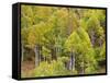 USA, Utah. Aspen forest along the Logan Canyon.-Julie Eggers-Framed Stretched Canvas