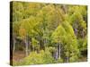 USA, Utah. Aspen forest along the Logan Canyon.-Julie Eggers-Stretched Canvas