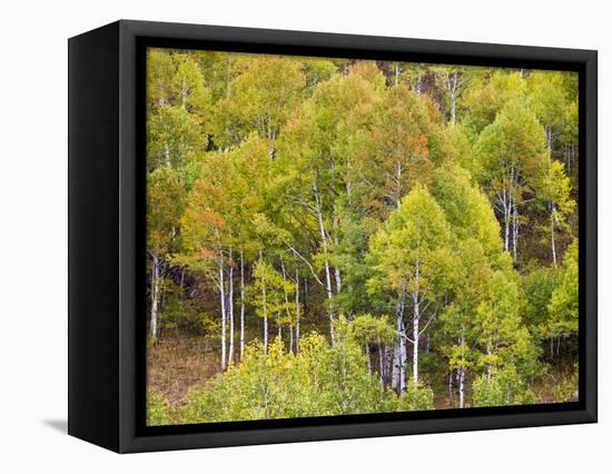 USA, Utah. Aspen forest along the Logan Canyon.-Julie Eggers-Framed Stretched Canvas