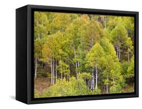 USA, Utah. Aspen forest along the Logan Canyon.-Julie Eggers-Framed Stretched Canvas