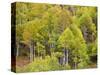 USA, Utah. Aspen forest along the Logan Canyon.-Julie Eggers-Stretched Canvas