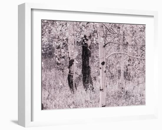 USA, Utah, Aspen Grove in infrared of the Logan Pass area-Terry Eggers-Framed Photographic Print