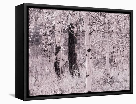 USA, Utah, Aspen Grove in infrared of the Logan Pass area-Terry Eggers-Framed Stretched Canvas