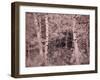 USA, Utah, Aspen Grove in infrared of the Logan Pass area-Terry Eggers-Framed Photographic Print